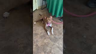 Video preview image #1 American Staffordshire Terrier Puppy For Sale in phoenix, AZ, USA