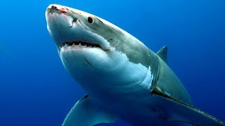 Köpek Balığı Geldi