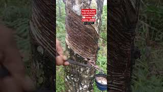 Download lagu salam petani karet🙋‍♂️ #pejuangrupiah #kerjaserabutan #petanikaret mp3