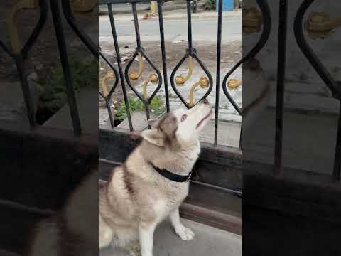Husky dog 🐕 #pets #doglove #shorts