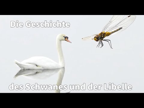 Die Geschichte des Schwans und der Libelle