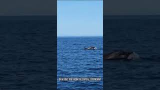 Isle of Lewis Dolphins and Puffins