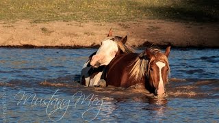 Summer Stangs May and July 2014