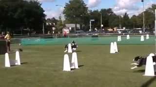 preview picture of video 'Flyball competitie 2014: HSV WIK (Zaandam, 2014-06-22)'
