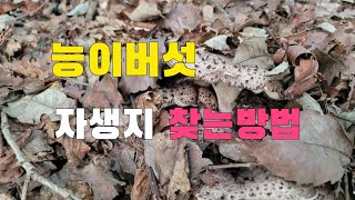 경기북부지방 능이버섯채취시기  초보자 자생지 찾는 방법 정찰능이버섯산행