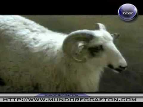 elxmelon  &  danny fornaris