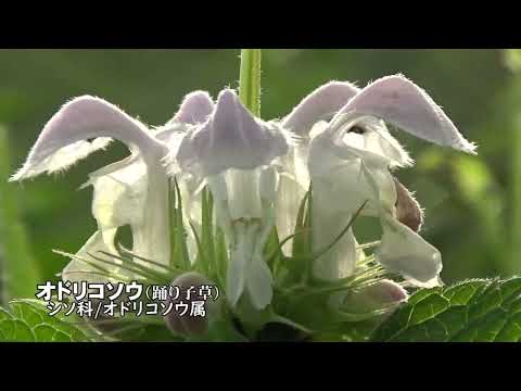 オドリコソウは食用ですか? 植物