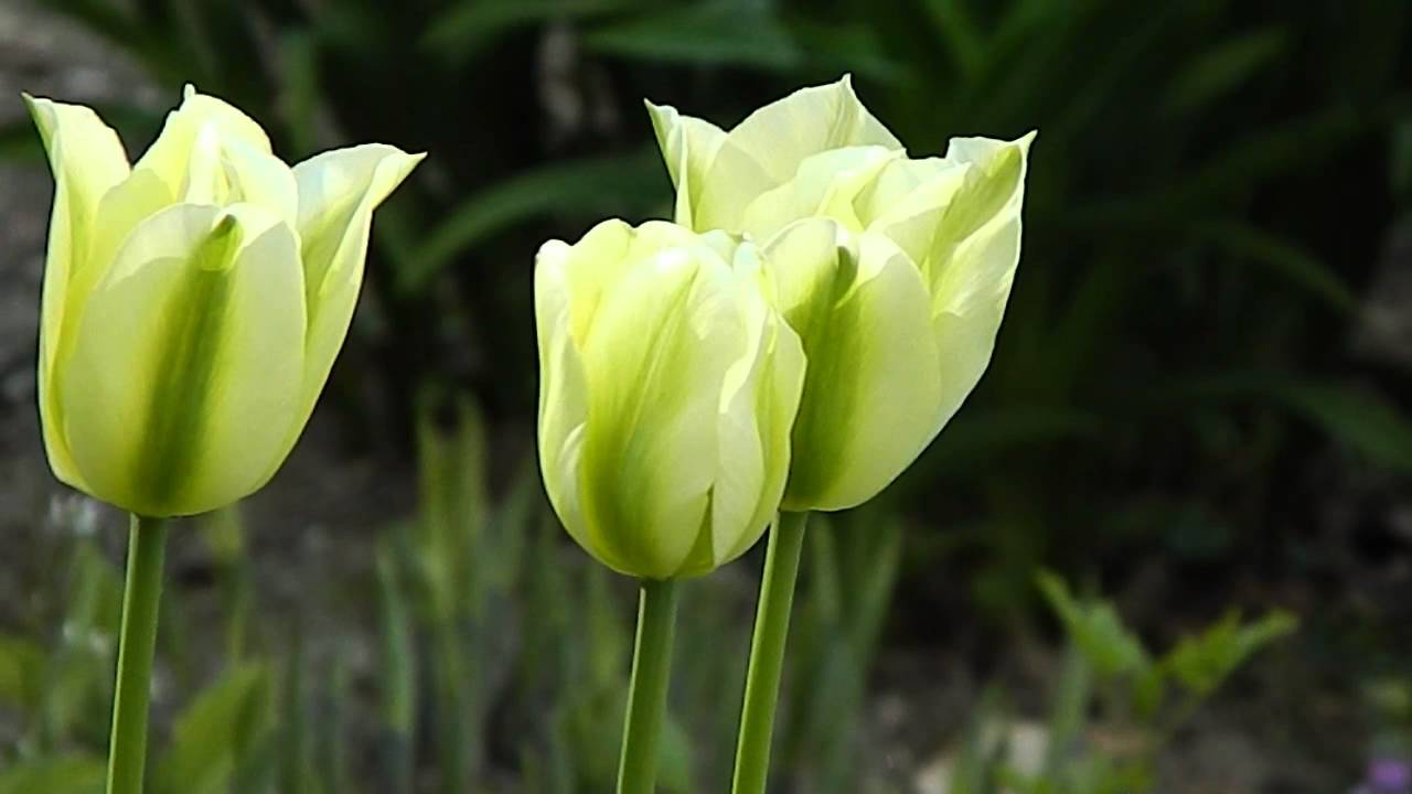 Tulipa viridiflora Spring Green