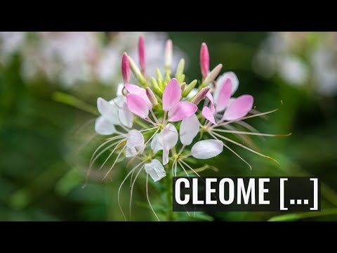Cleome ornithopodioides