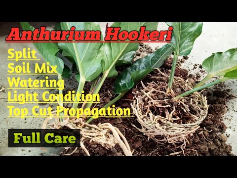 Anthurium Hookeri Black Split, Soil Mix, Care, Watering, Light II Anthurium Split Propagation II