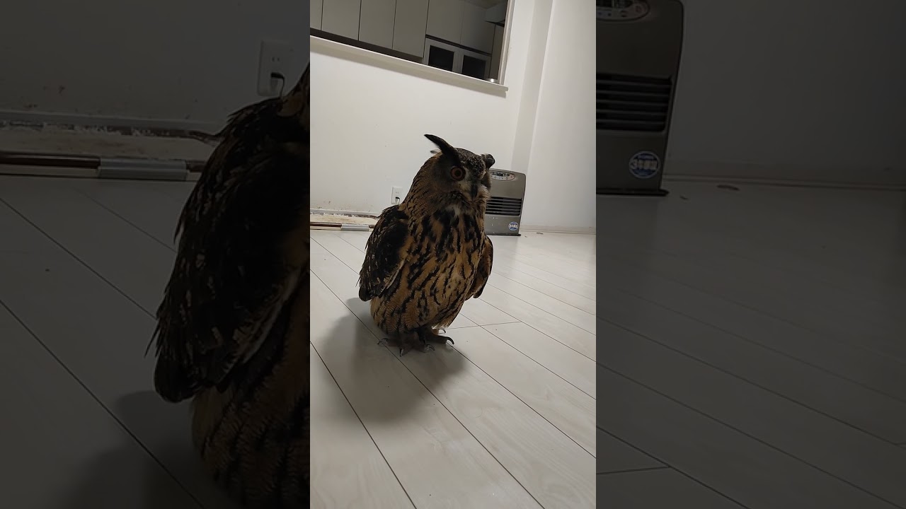 【フクロウ】ミミかわい～💕 #shorts