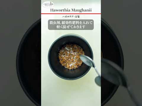 ゼブラ ハオルチア 植物