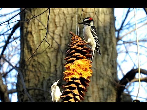 Lee Rogers and the Birds at The Central Park Bird Feeders
