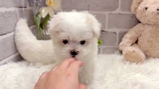 マルチーズの動画01