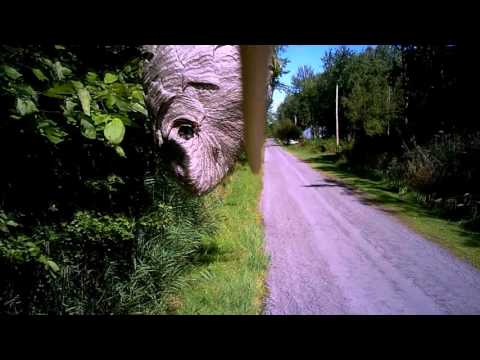DRONE VS. BASKETBALL SIZED WASP NEST