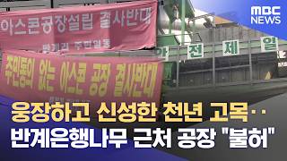 반계은행나무 인근 아스콘 공장 '불허' 결정 (2026.05.03/뉴스데스크/원주MBC)