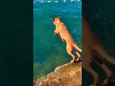 Dog Jum in Water #shortvideo ##ytshorts #youtubeshorts #trending