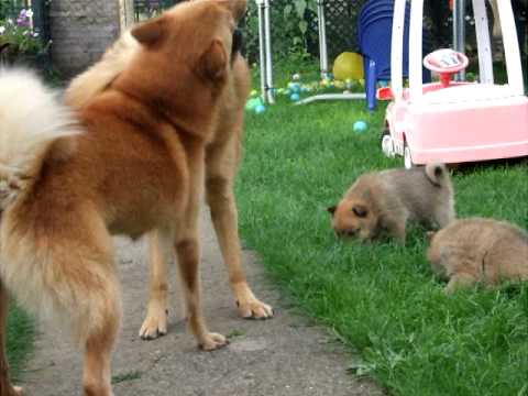 The 2.5 Finnish Spitz family!
