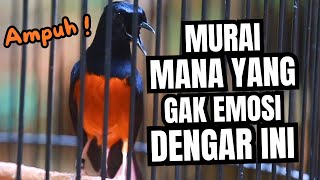 Download lagu MURAI BATU GACOR FULL ISIAN TEMBAKAN MEWAH KRETEKAN GANAS AMPUH MELATIH MURAI BATU BONGKAR ISIAN mp3 Download lagu MURAI BATU GACOR FULL ISIAN TEMBAKAN MEWAH KRETEKAN GANAS AMPUH MELATIH MURAI BATU BONGKAR ISIAN mp3