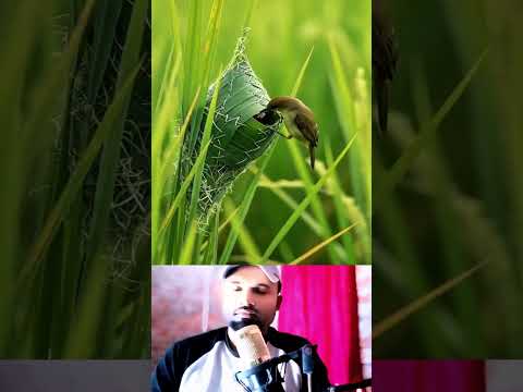 কেন এই পাখি গাছের  ডালে ডিম পাড়ে 😱🌿 #facts #vairalvideo #amazingfacts