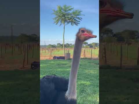 Avestruz de Presidente Castelo Branco Paraná Brasil