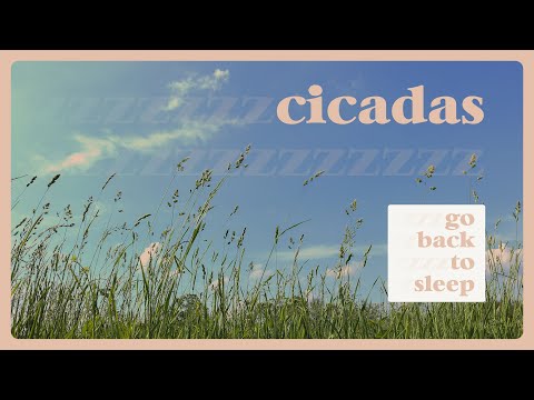 Sounds Of CICADAS CHIRPING For 1 Hour | Focus White Noise Audio Sleep / Yoga / Wellbeing