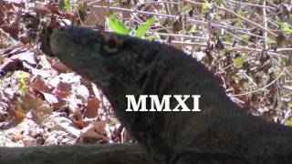 preview picture of video 'Komodo Dragons Mating: Trip to Rinca Island, Indonesia, 2011'