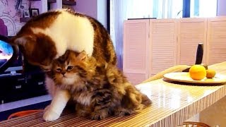 Brotherly Cat Love - Kitten Panda and her big siblings Toffee and Rocky