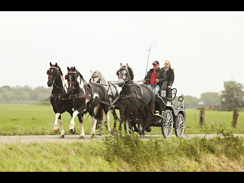 Stal Okkema's four in hand - Julius - Farga - Gentleman - Leon