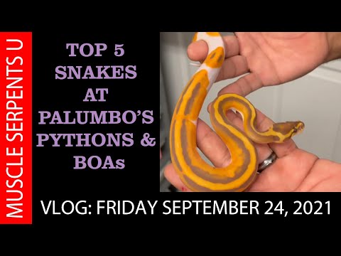 TOP 5 SNAKES at PALUMBO'S PYTHONS & BOAS!  9-24-21