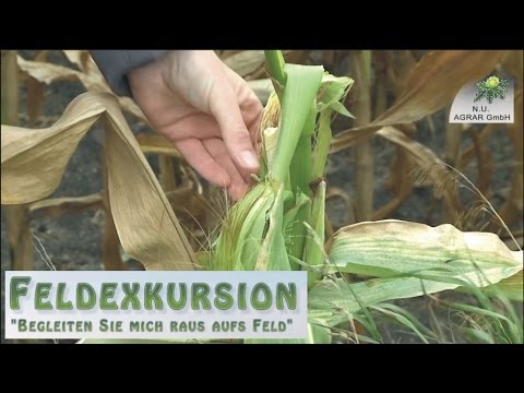 20. Feldexkursion: Was ist mit dem Mais los? - NU Agrar, 26.08.2015