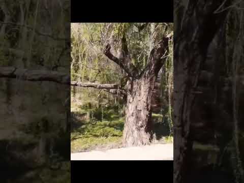 NATURALEZA PLENA, ARROYO LOS MOLLES , CAMINIAGA, CÓRDOBA