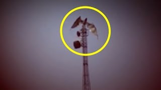 5 Dragons Caught On Camera & Spotted In Real L