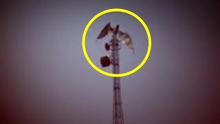 5 Dragons Caught On Camera & Spotted In Real Life!