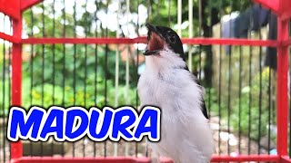 Download lagu CENDET MADURA GACOR FULL ISIAN BONGKAR SEMUA MATERI | GACOR 007 mp3