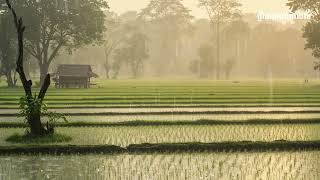 សម្លេងខ្លុយខ្មែរ និងសម្លេងទឹកភ្លៀង ទេសភាពបែបស្រុកស្រែ | Rain Sounds With a Beautiful Flute Music