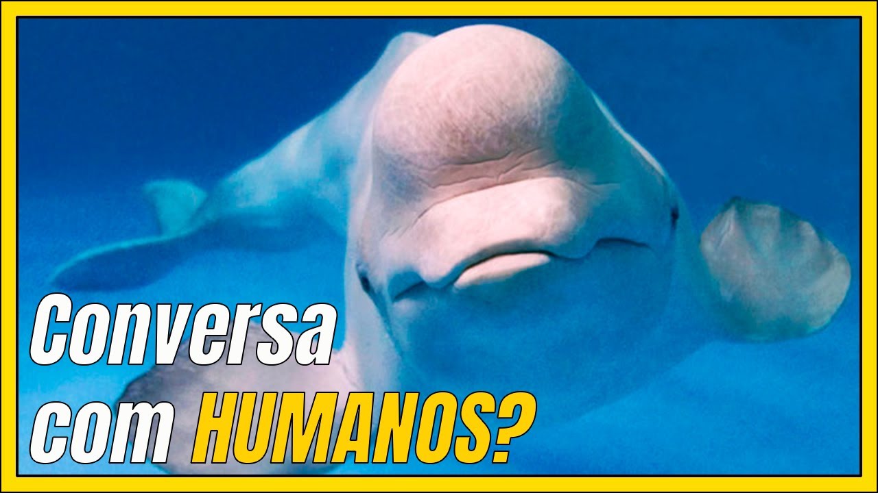 A BALEIA BRANCA (BELUGA) que imita a VOZ HUMANA!