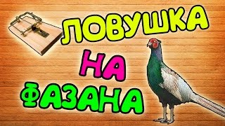 Петли для ловли фазанов своими руками