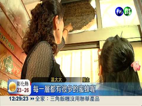 虎頭蜂4樓窗戶築巢 屋主皮皮剉