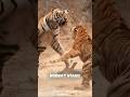 Two Tigers Fight Shorts Tiger
