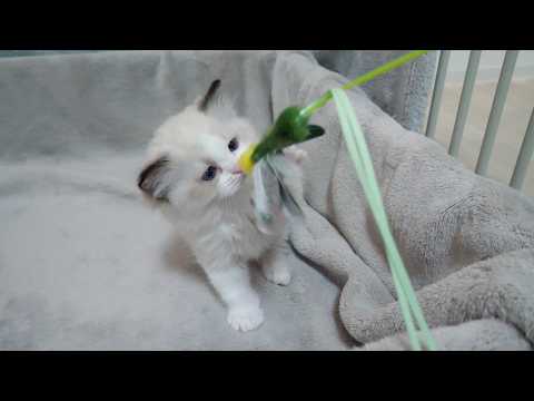 YouTube 썸네일