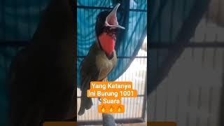 Download lagu BURUNG SAMYONG GACOR π₯π₯π₯π₯ mp3 Download lagu BURUNG SAMYONG GACOR π₯π₯π₯π₯ mp3