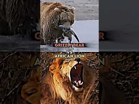 Grizzly Bear vs African Lion
