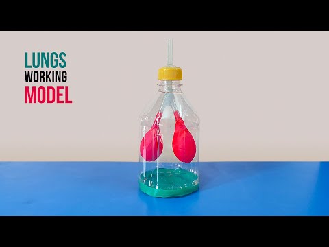 Lungs Working Model | How to Make a Model of Respiratory System | School Science Project