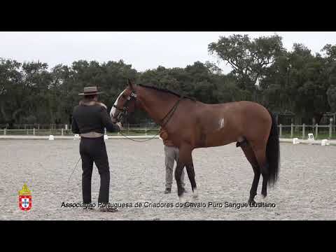 210201 3 Martini Plus - Aprovação de Garanhões