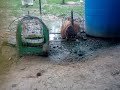 Burung Wak Wak