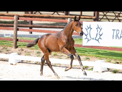 Nr. 48   Hengstfohlen "Hot Spot" von Cook du Midour AA - Grafenstolz