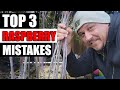 3 Raspberry Mistakes To Avoid Garden Quickie Episode 111