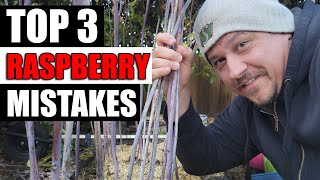 3 Raspberry Mistakes To Avoid - Garden Quickie Episode 111