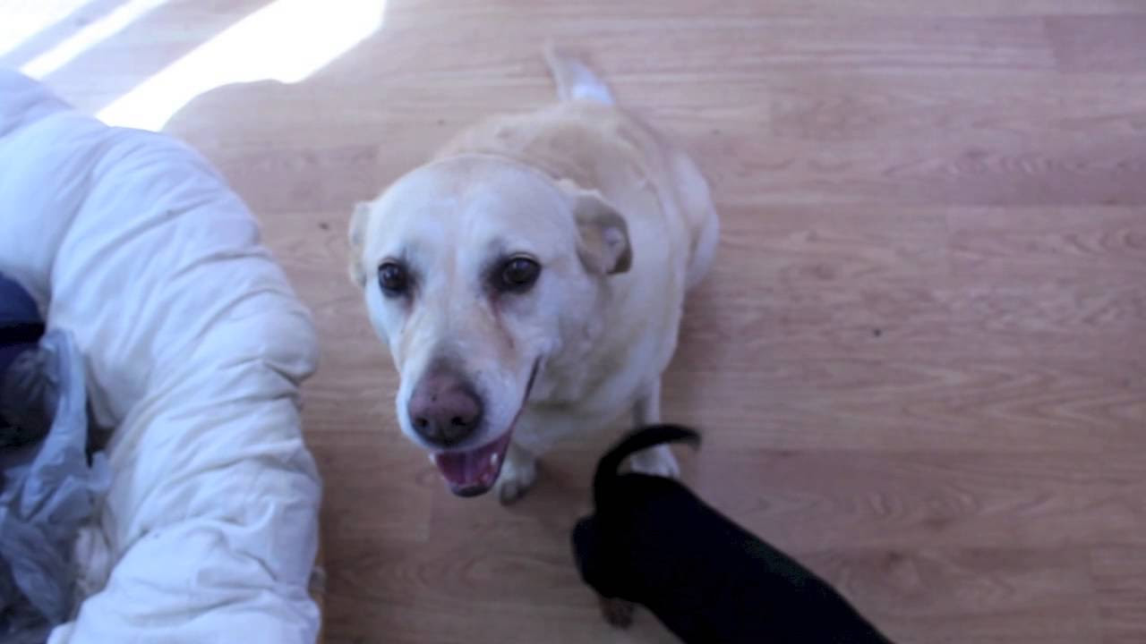 Dogs 2.0 - Revenge of the Dogs